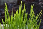 Wheatgrass – an Outstanding Source of Minerals and Vitamins