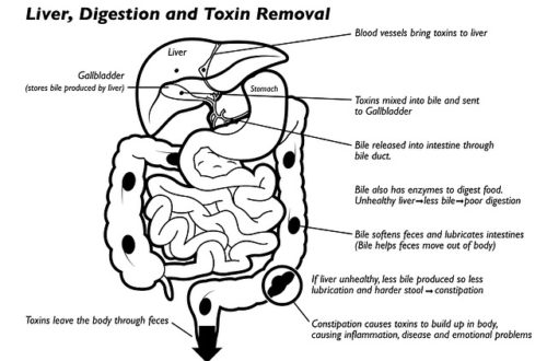 Liver Digestion Toxin Removal