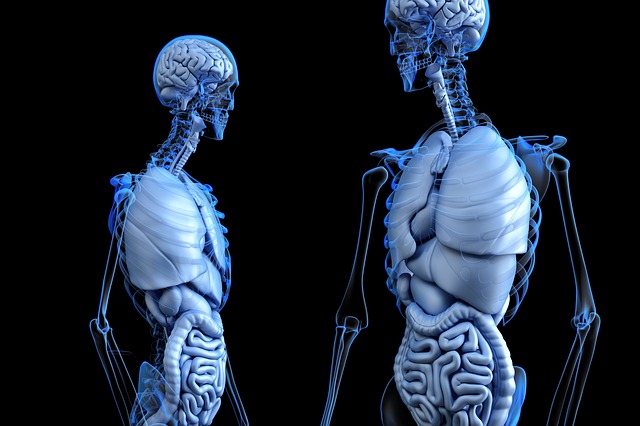 Anatomical Representation Body